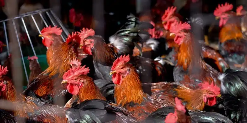 3 mẹo chơi mới nhất của cao thủ đá gà