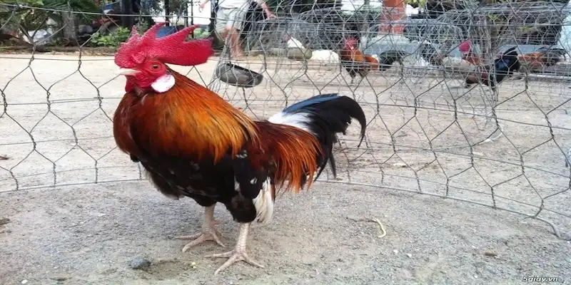 3 mục đích của cách nuôi gà đá tới pin