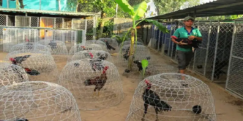 3 phương thức nuôi gà tới pin của chuyên gia