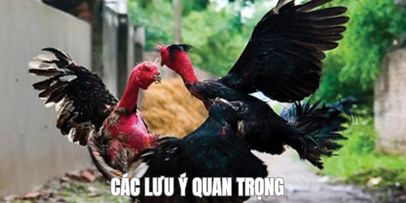 Một vài lưu ý cần để tâm