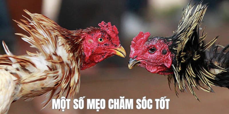Một số mẹo chăm sóc tốt
