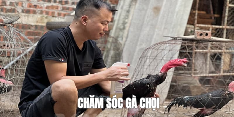 kinh nghiệm chăm sóc gà chọi của các chuyên gia alo789