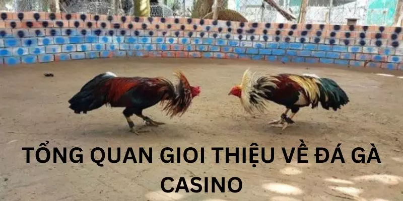 Tổng quan sơ lược về đá gà casino tại alo789