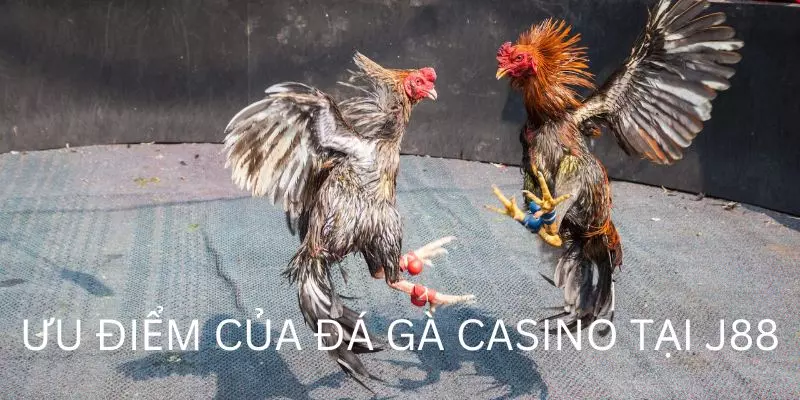 Những ưu điểm nổi bật tạo nên thương hiệu của chọi kê casino