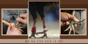 đá gà cựa dao full HD tại alo789 com