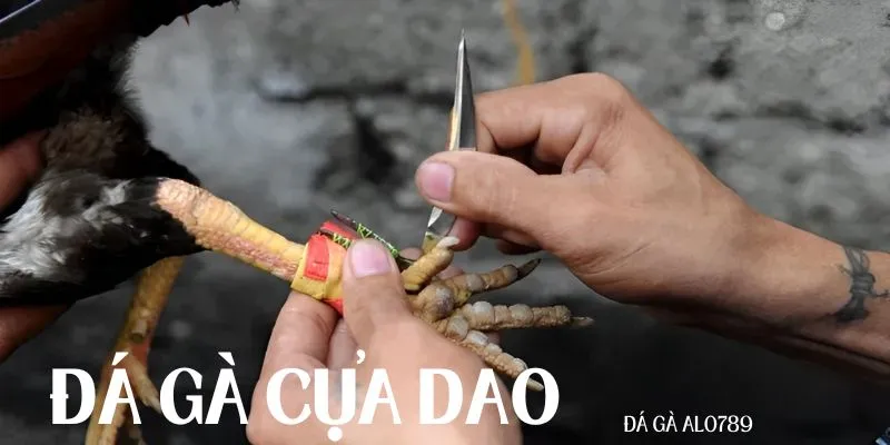 Tìm hiểu sự thật về chọi kê cựa dao