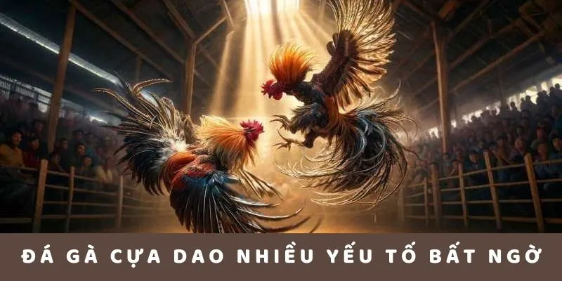Chọi kê cựa dao hội tụ nhiều yếu tố bất ngờ