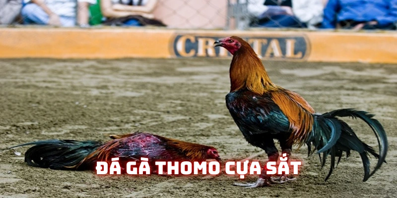Đá gà Thomo gắn cựa sắt kịch tính