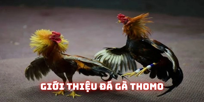 Cập nhật khái niệm về đá gà Thomo