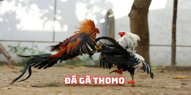 đá gà thomo