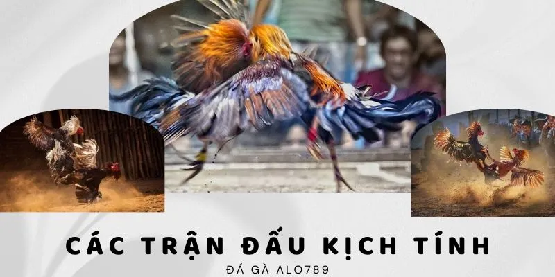 Các trận chọi kê kịch tính tại Alo789