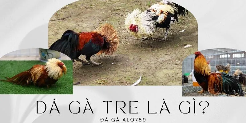 Tìm hiểu về bộ môn giải trí hấp dẫn đá gà tre