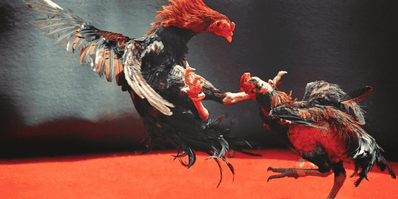 Trực tiếp đá gà c1 phổ biến đến người chơi với nhiều trận đấu hấp dẫn