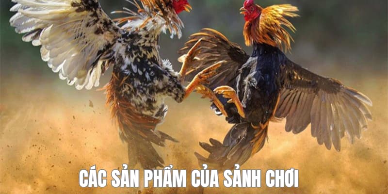 Thể loại cựa dao hấp dẫn