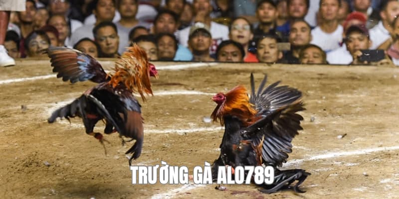 trường gà alo789