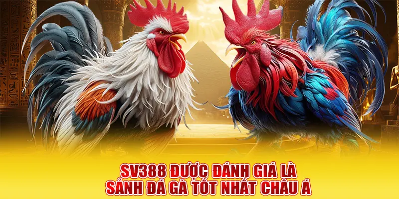 SV388 được đánh giá là sảnh đá gà tốt nhất châu Á